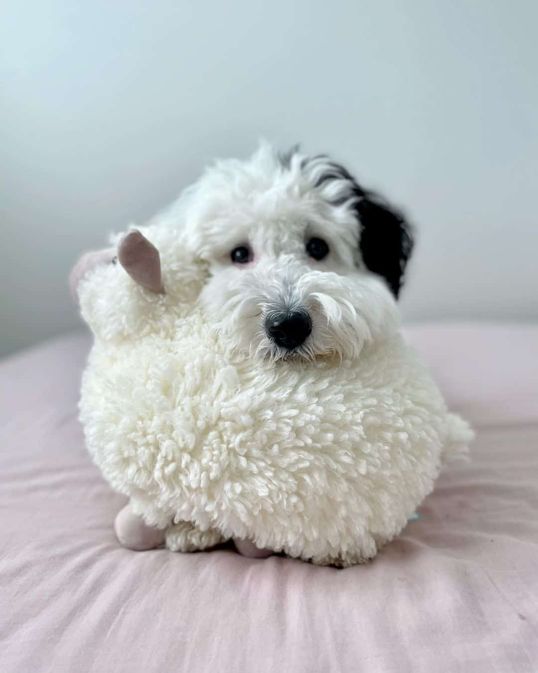 mini sheepadoodle with a toy