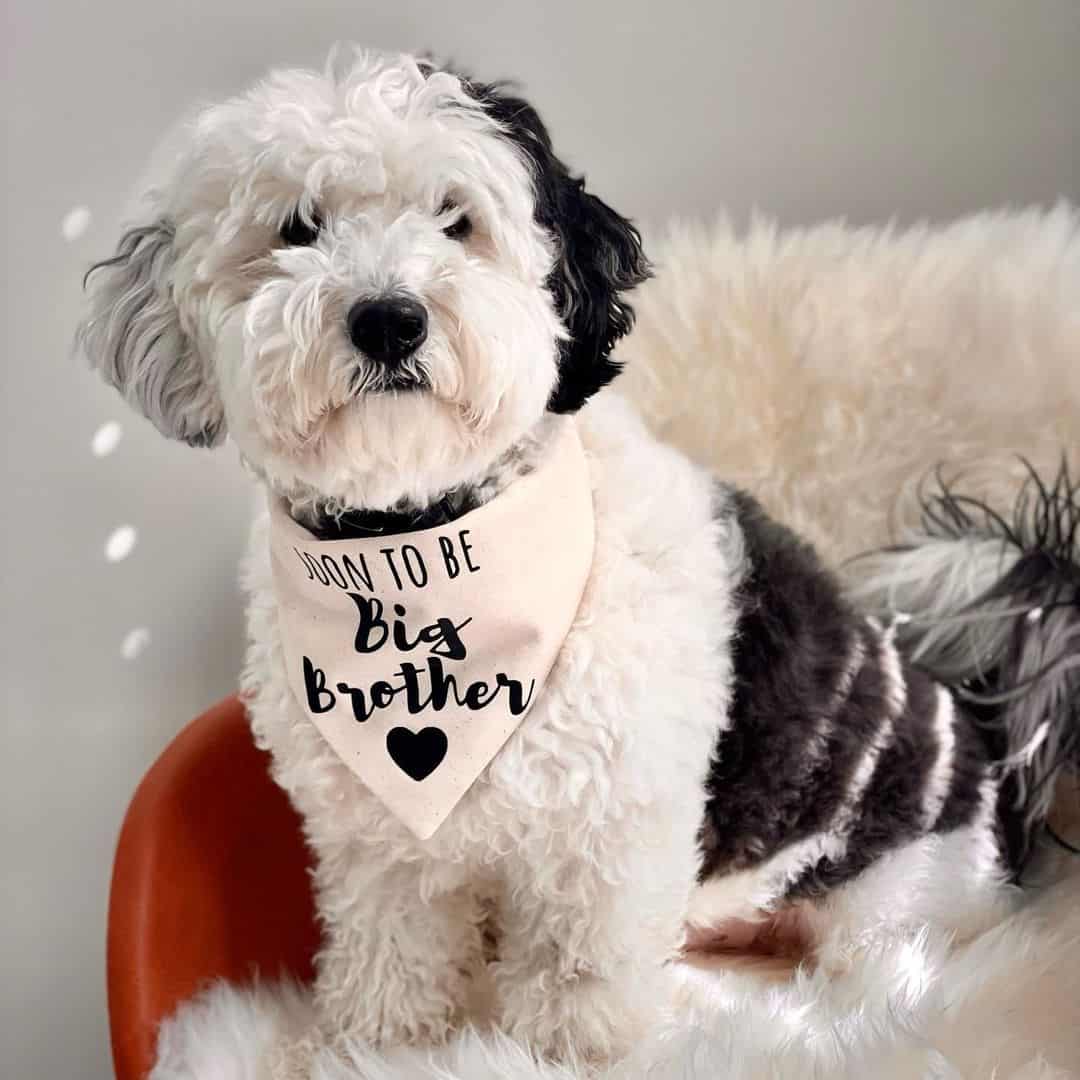 mini sheepadoodle