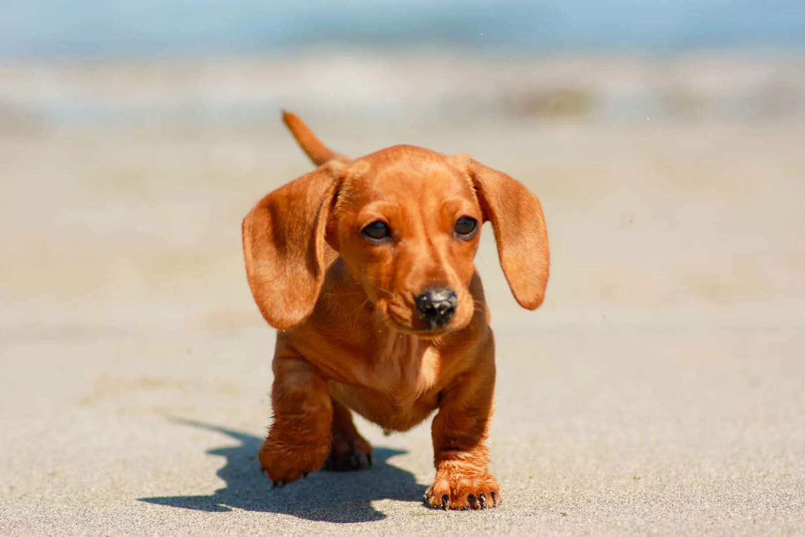miniature dachshund walking on the sand