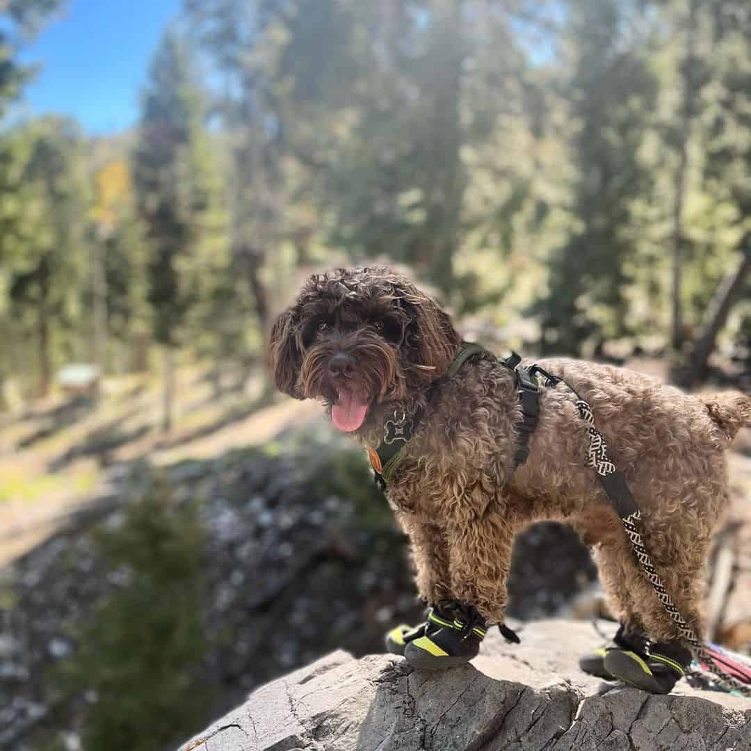 miniature schnoodle