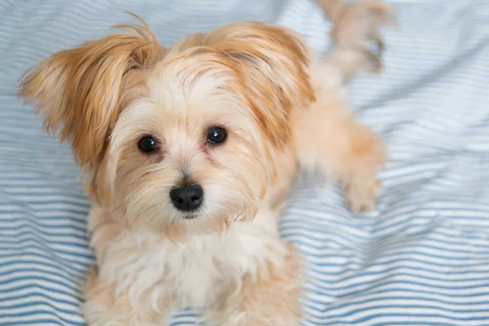 morkie dog lying on the bed