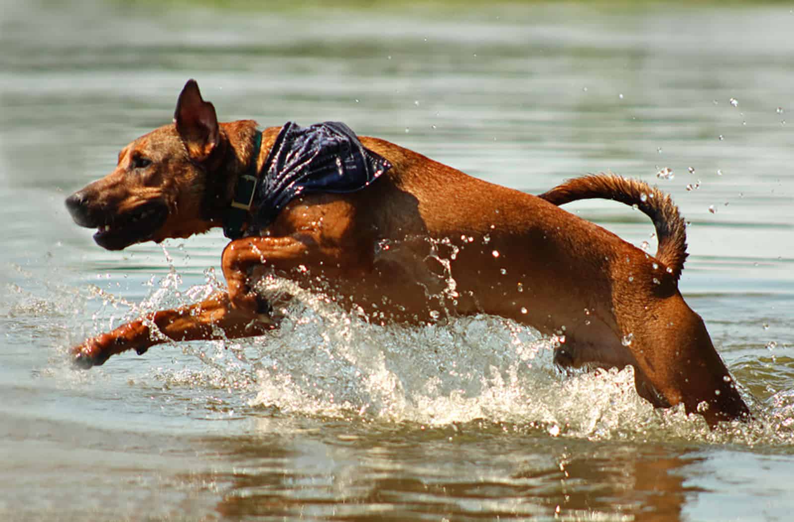 mountain cur dog swimming in the river