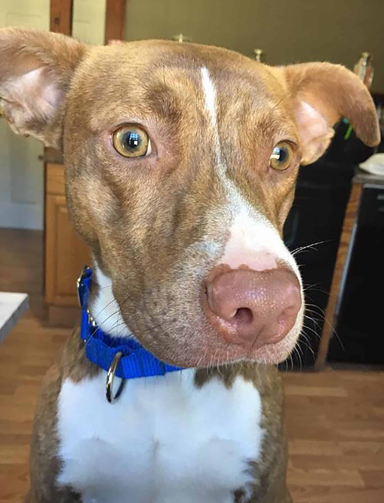 mountain cur pitbull dog sitting in front of camera indoors