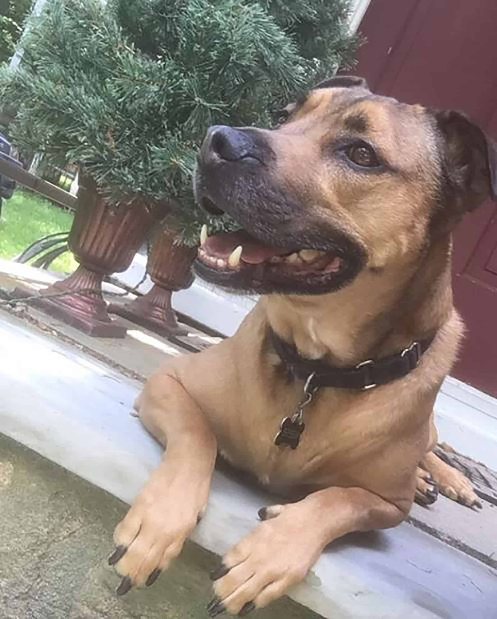 mountain cur pitbull dog lying on a porch