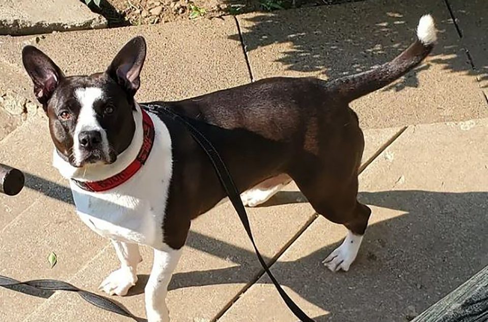 Is A Mountain Cur Pitbull Mix A Reliable Dog Breed?