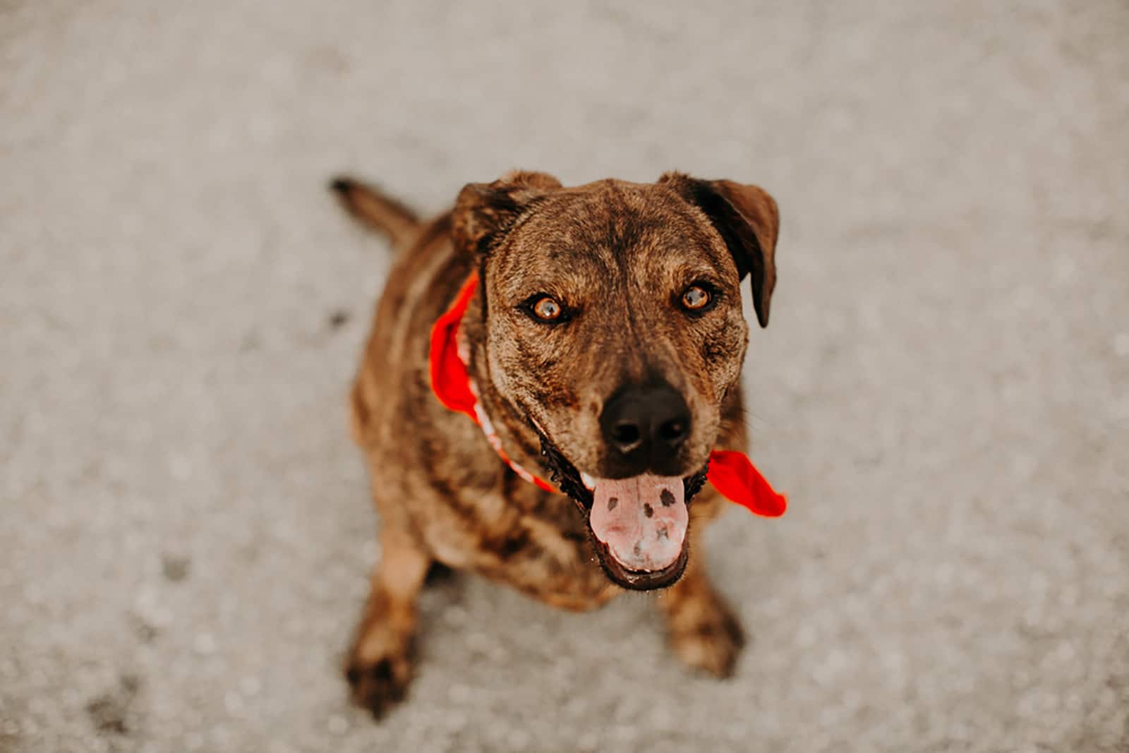 mountain cur dog sitting on the ground