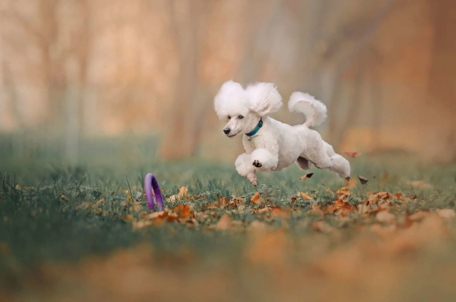 moyen poodle playing with a toy