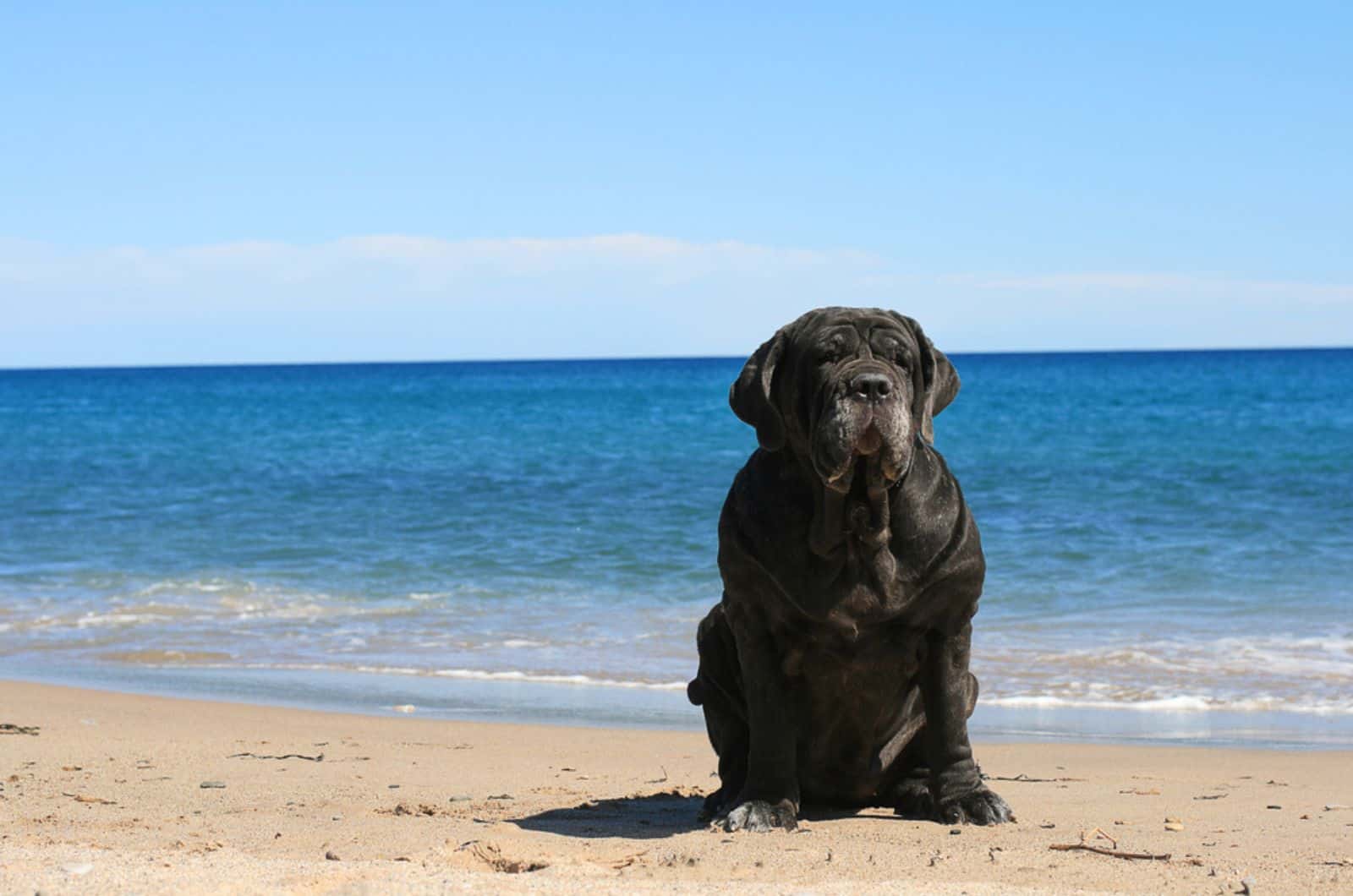 neapolitan mastiff dog sitting on the beach near the ocean