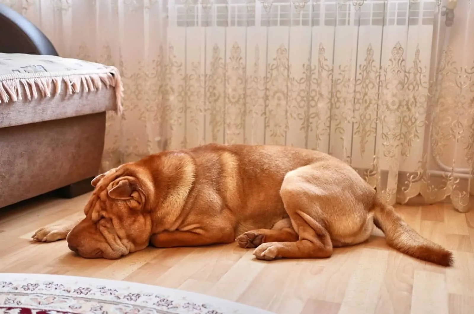 neapolitan mastiff dog sleeping on the floor in the living room