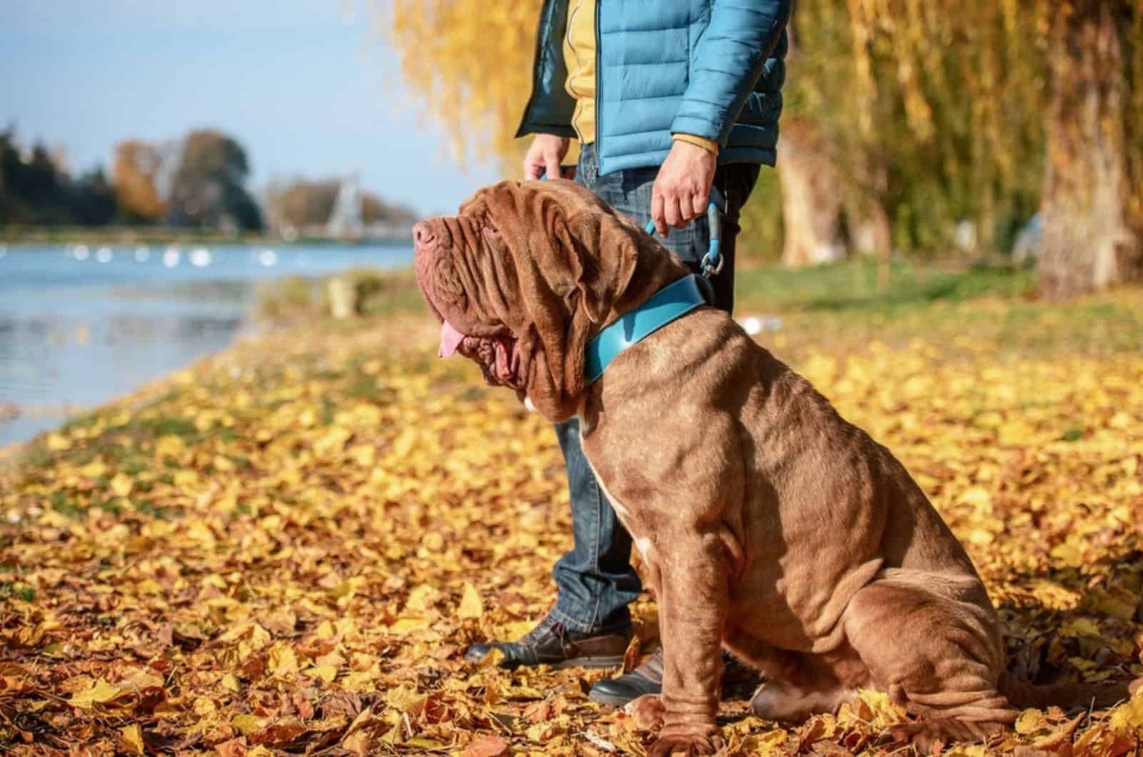 neapolitan mastiff dog with his owner in the park