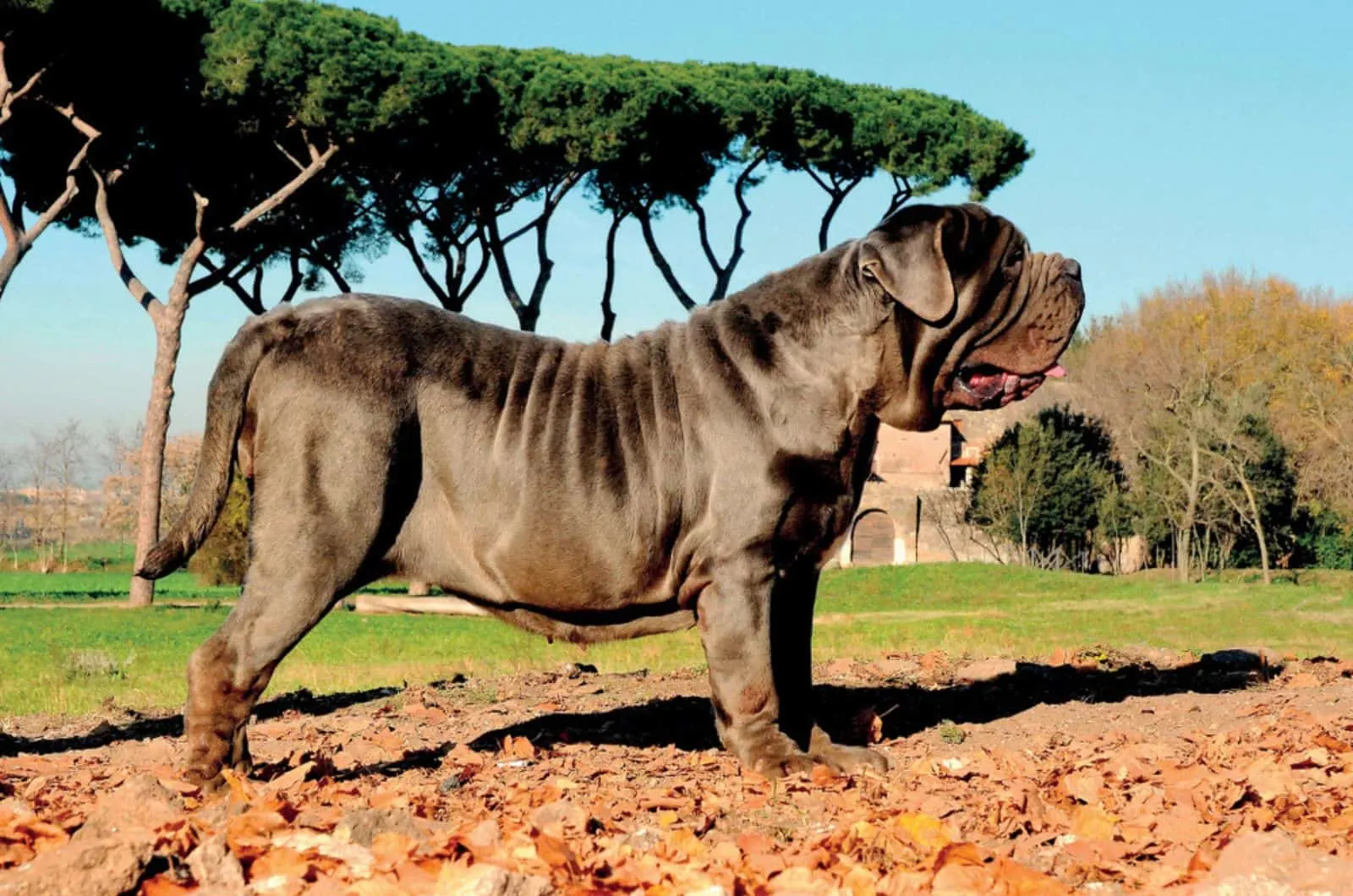 neapolitan mastiff dog in nature