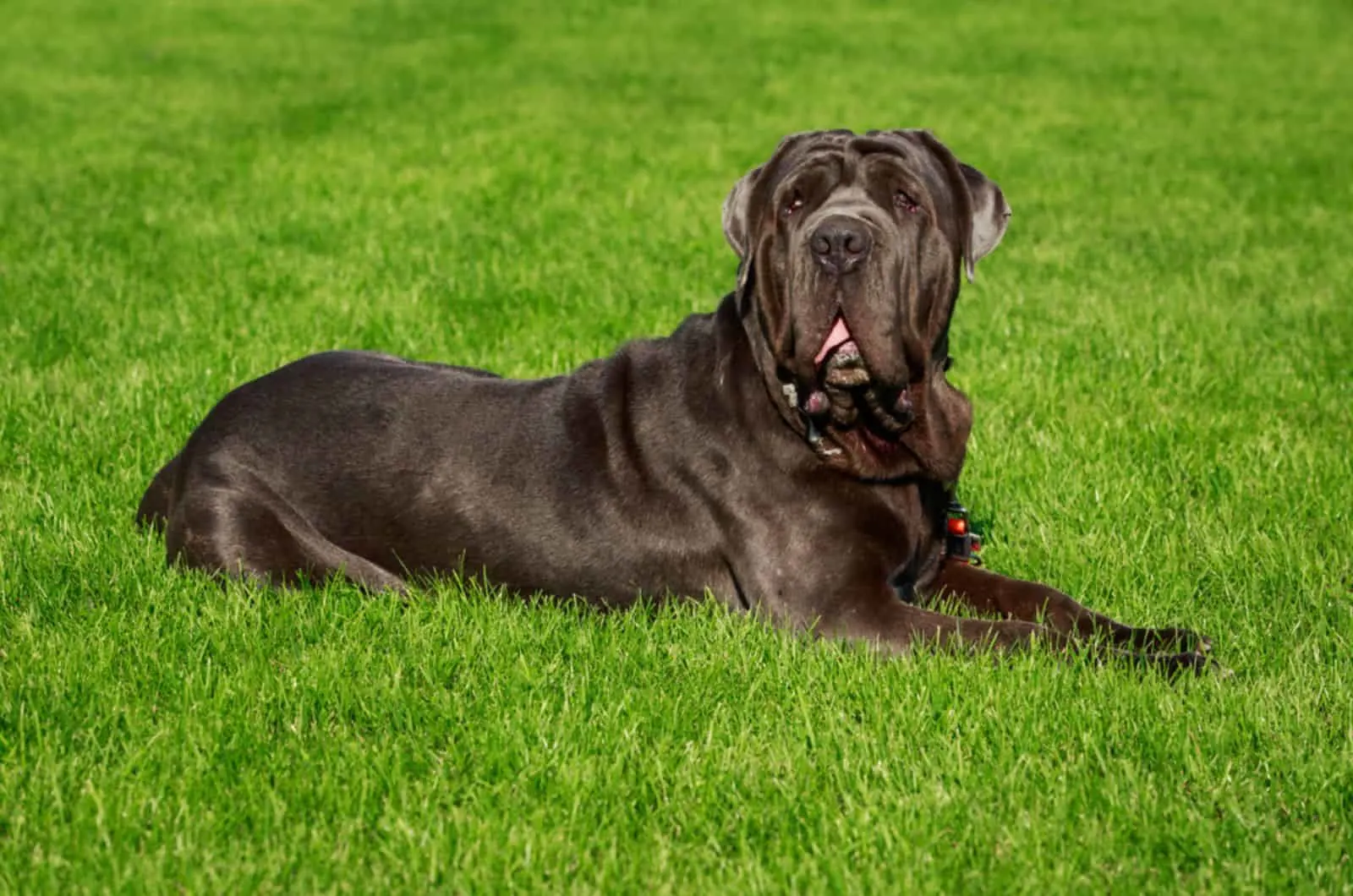 neapolitan mastiff lying on the grass in the park