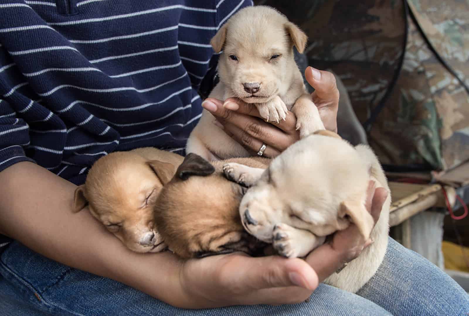 newborn american pitbull terrier puppies in woman's hands
