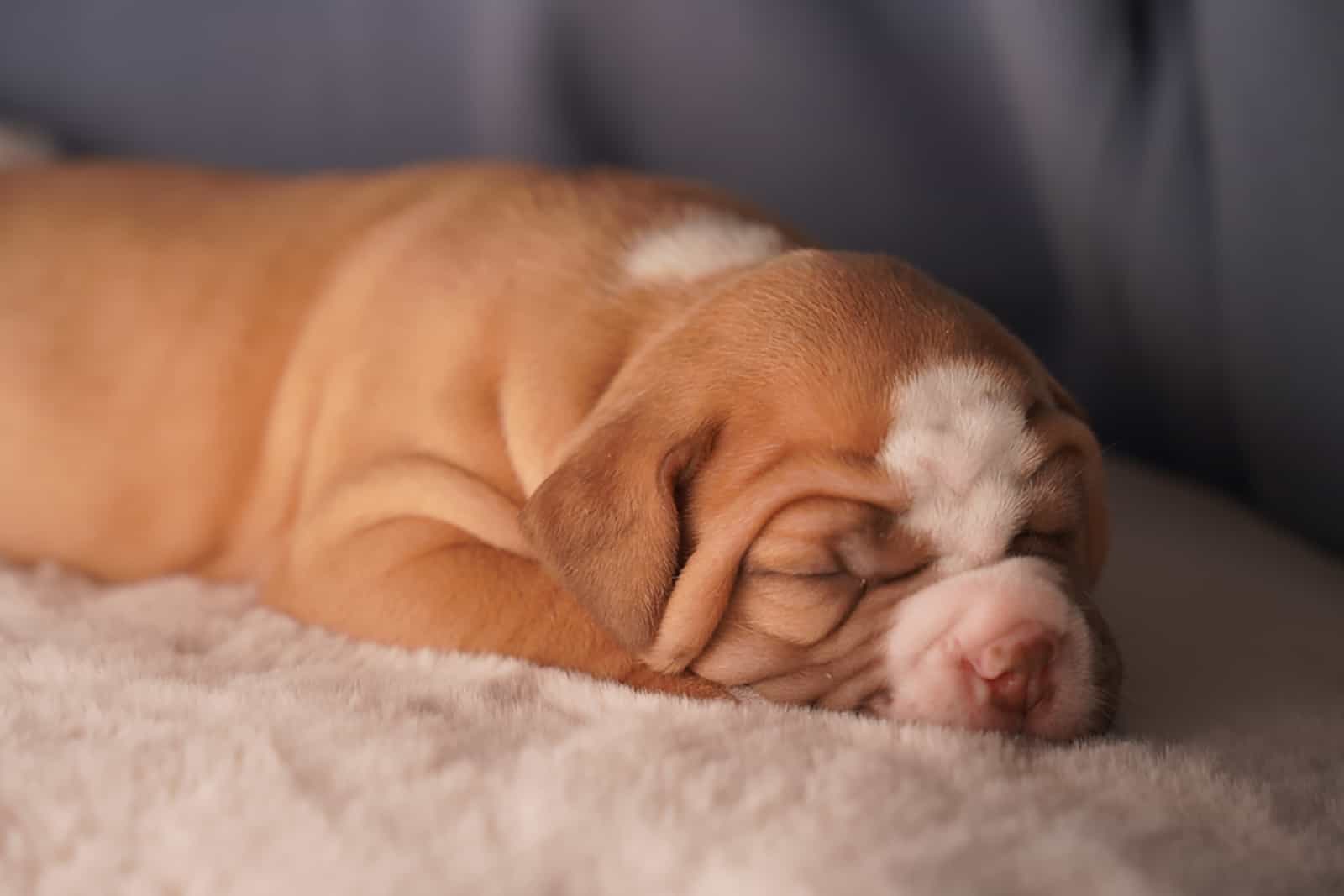 newborn pitbull puppy sleeping