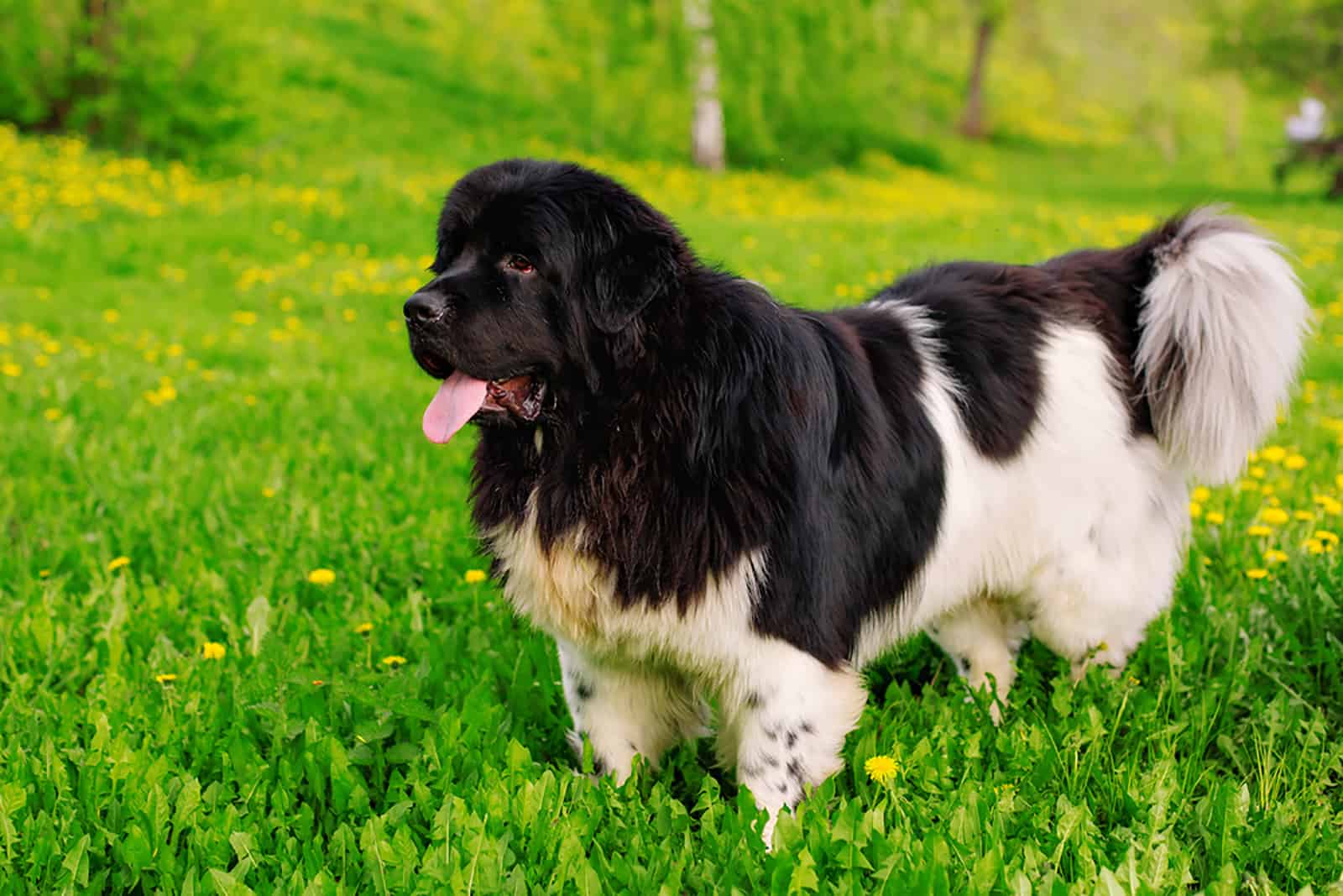 newfoundland dog standing in the grass