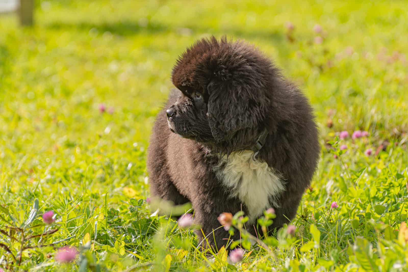 newfoundland puppy