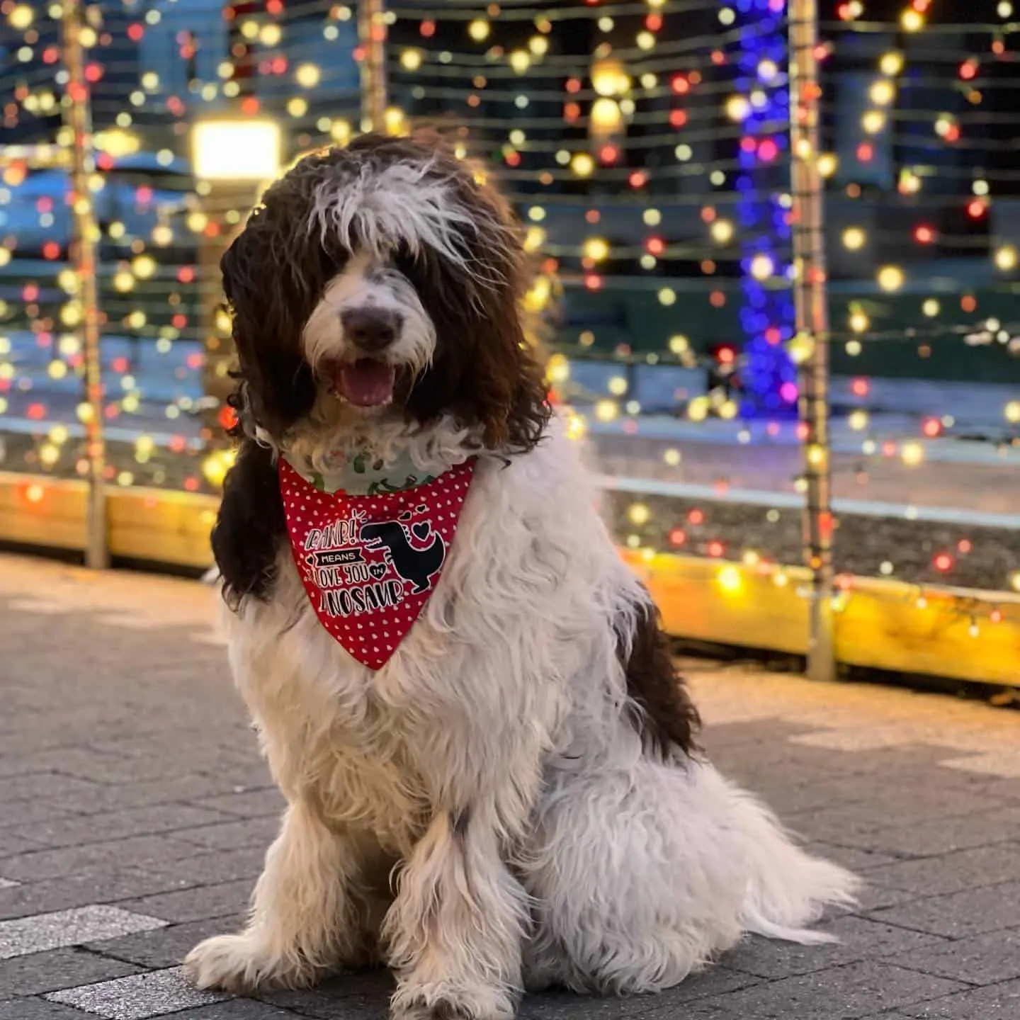 newfypoo dog sitting in front of lights