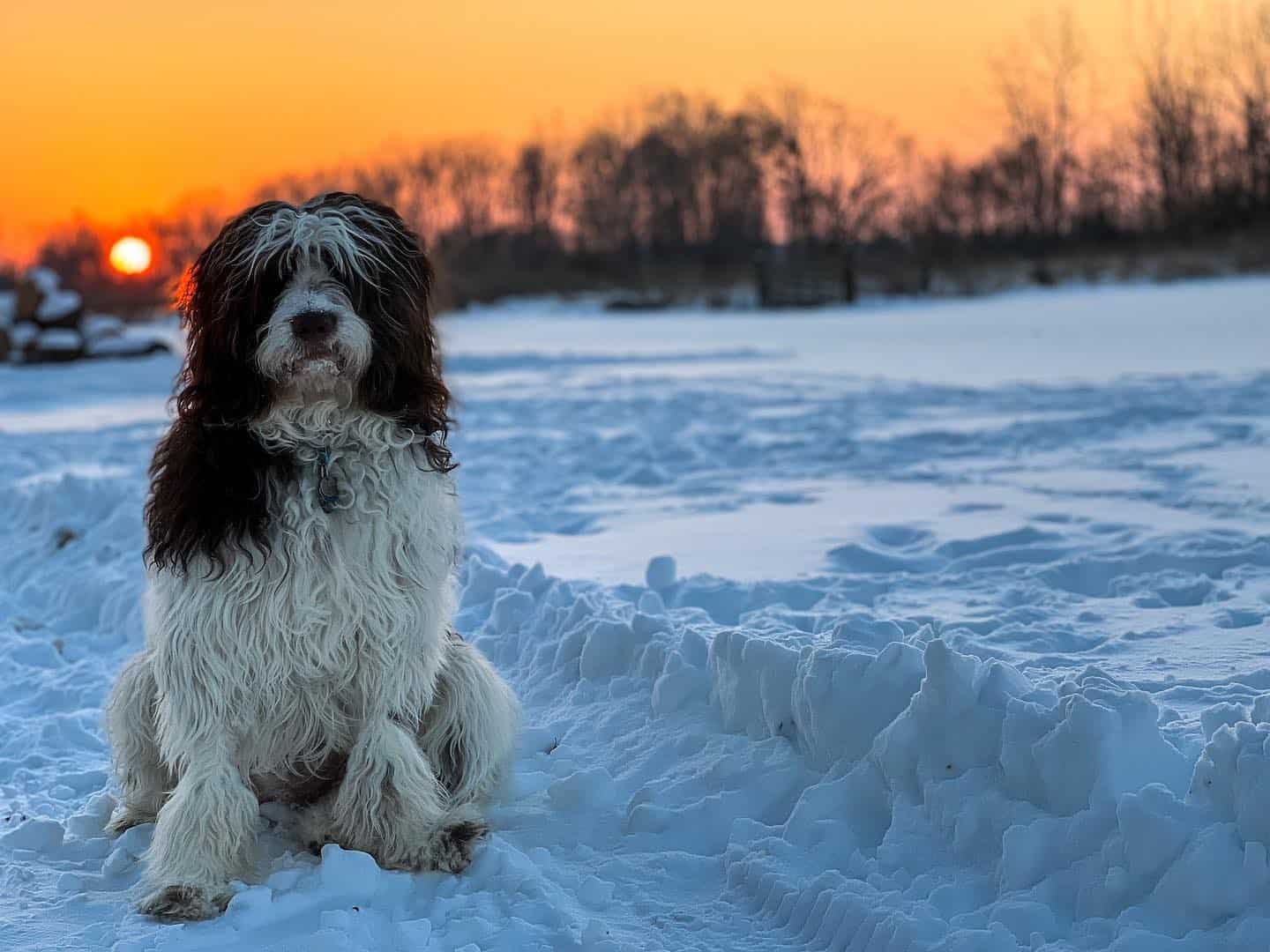 newfypoo sitting on the snow at sunset