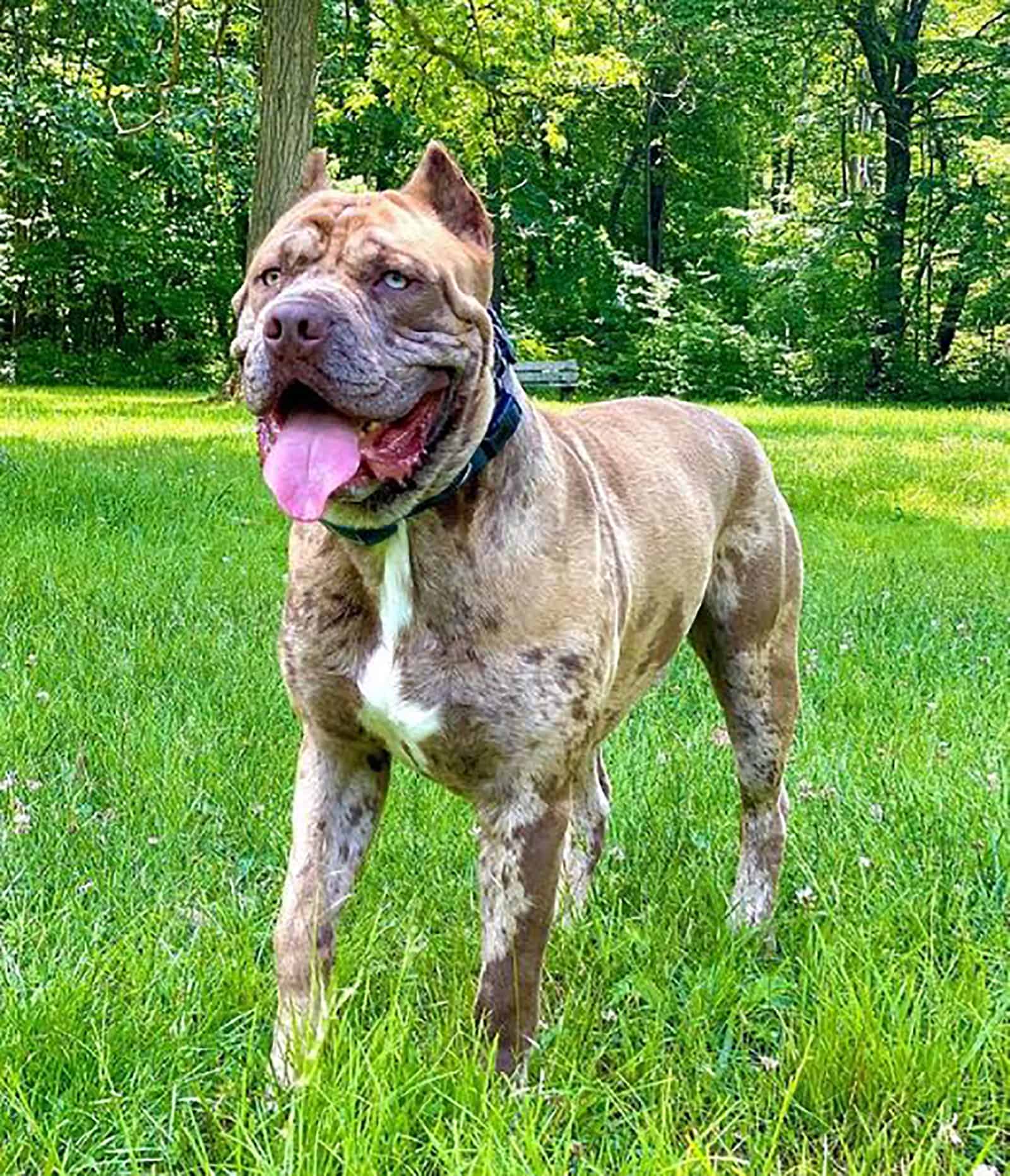 north american mastiff standing in the park