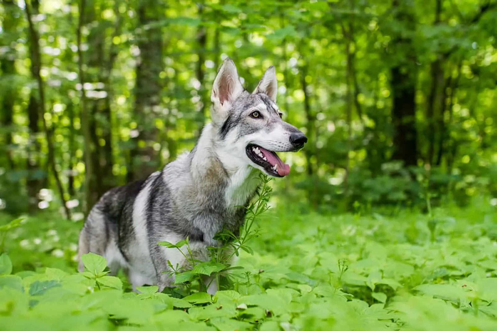 northern inuit in the forest