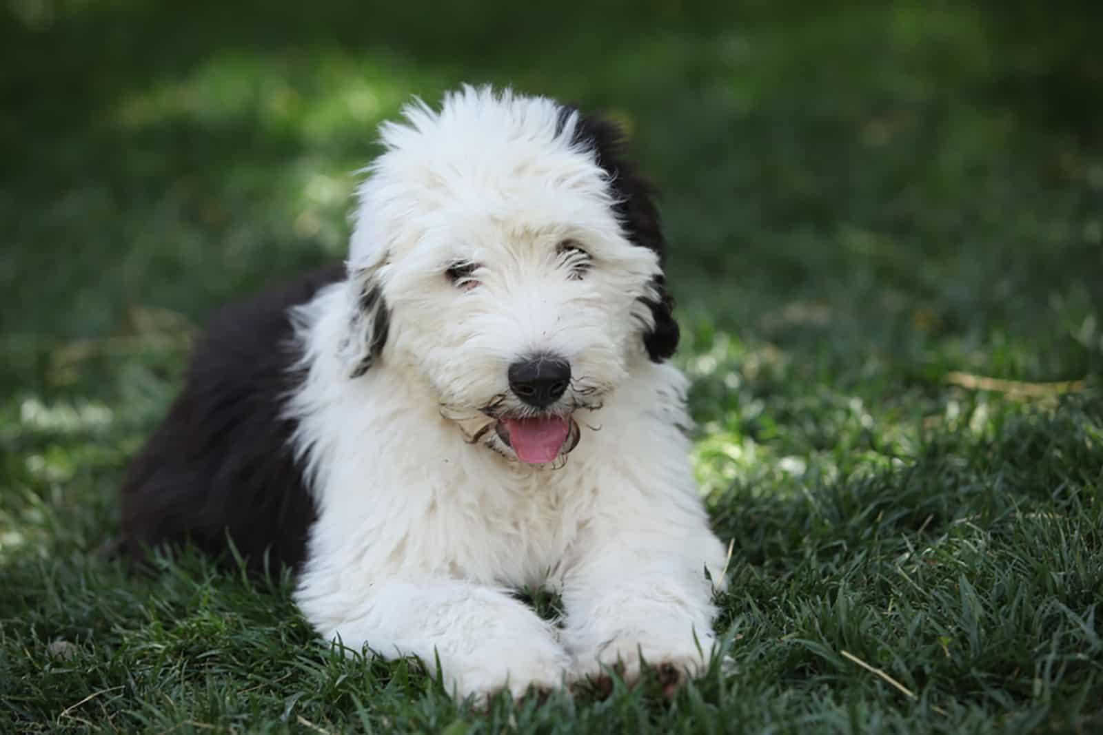 old english sheepdog puppy lying in the grass