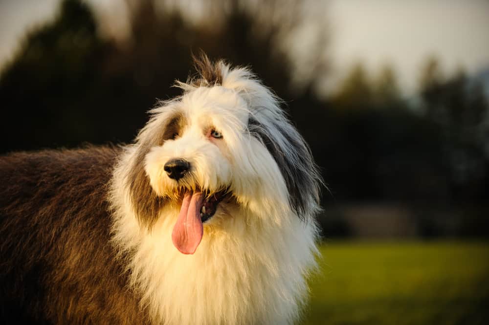 old english sheepdog in the park