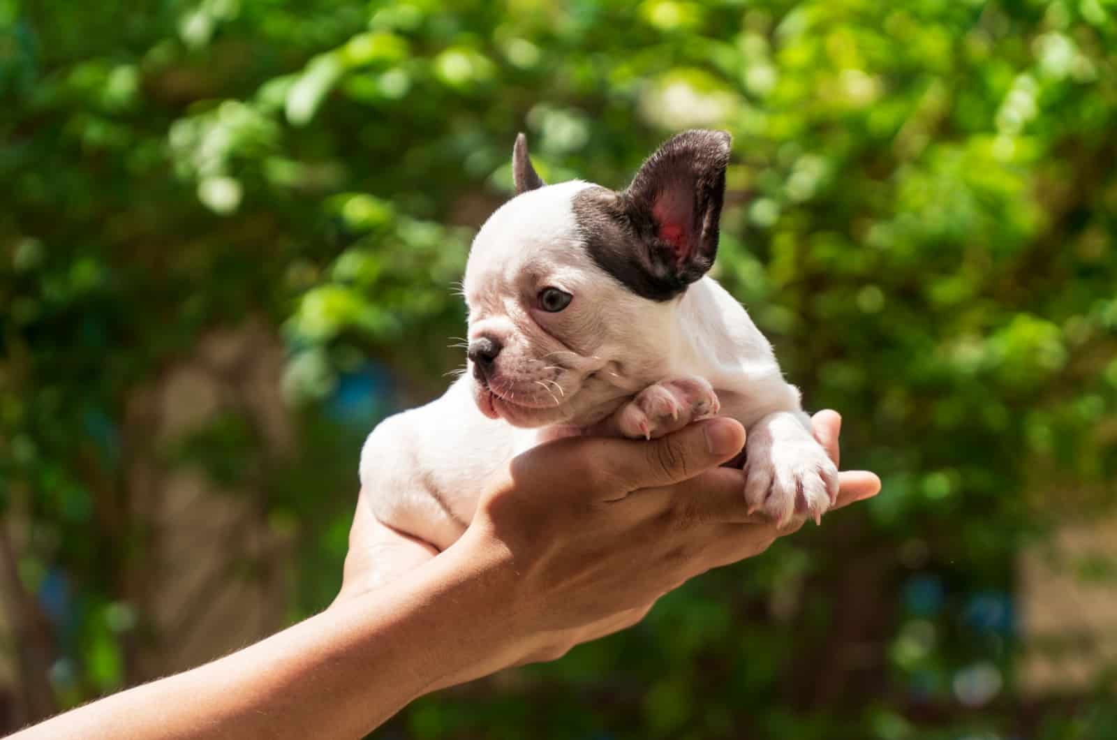 one month old french bulldog puppy