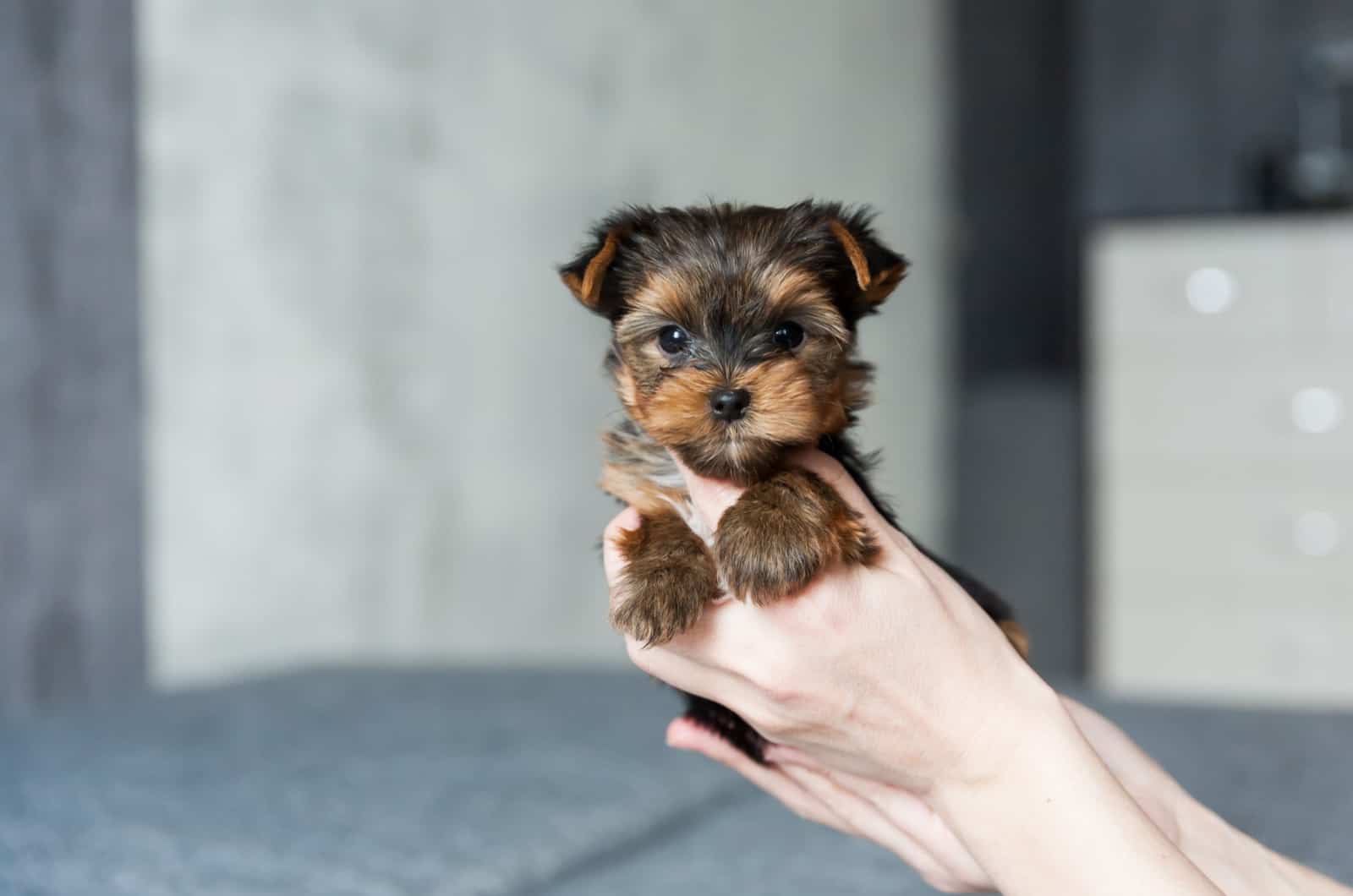 one month old yorkie