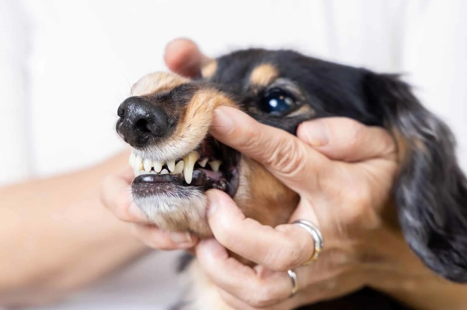 owner checking out dog's teeth