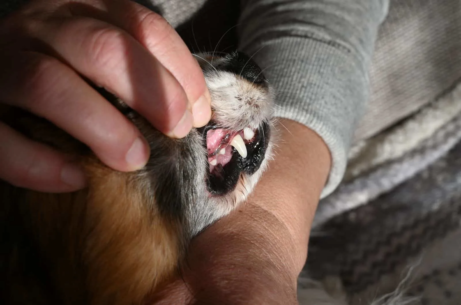 owner checking out dogs teeths