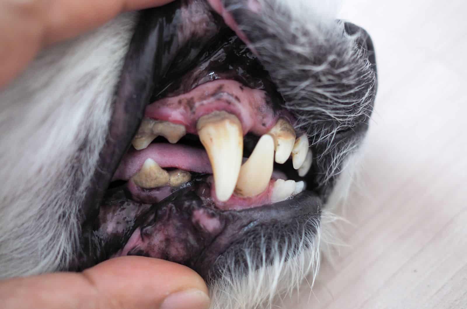 owner holding dog's jaw open