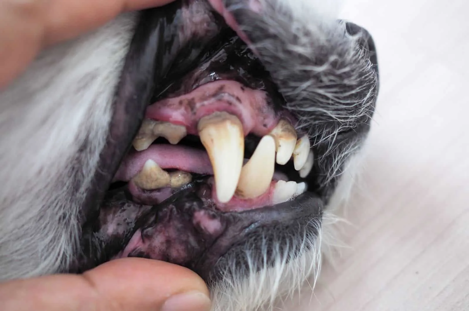 owner holding dog's jaw open