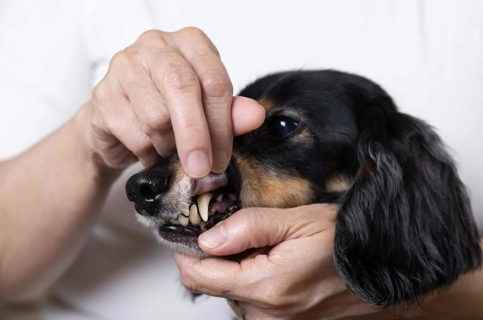 owner looking at dog's teeth