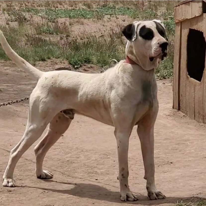 pakistani bully dog