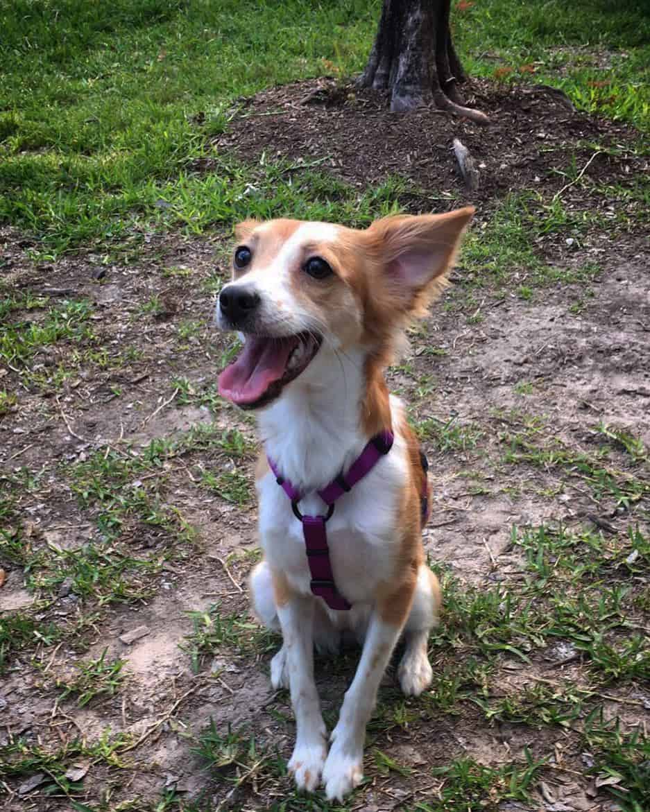 papillon rat terrier mix