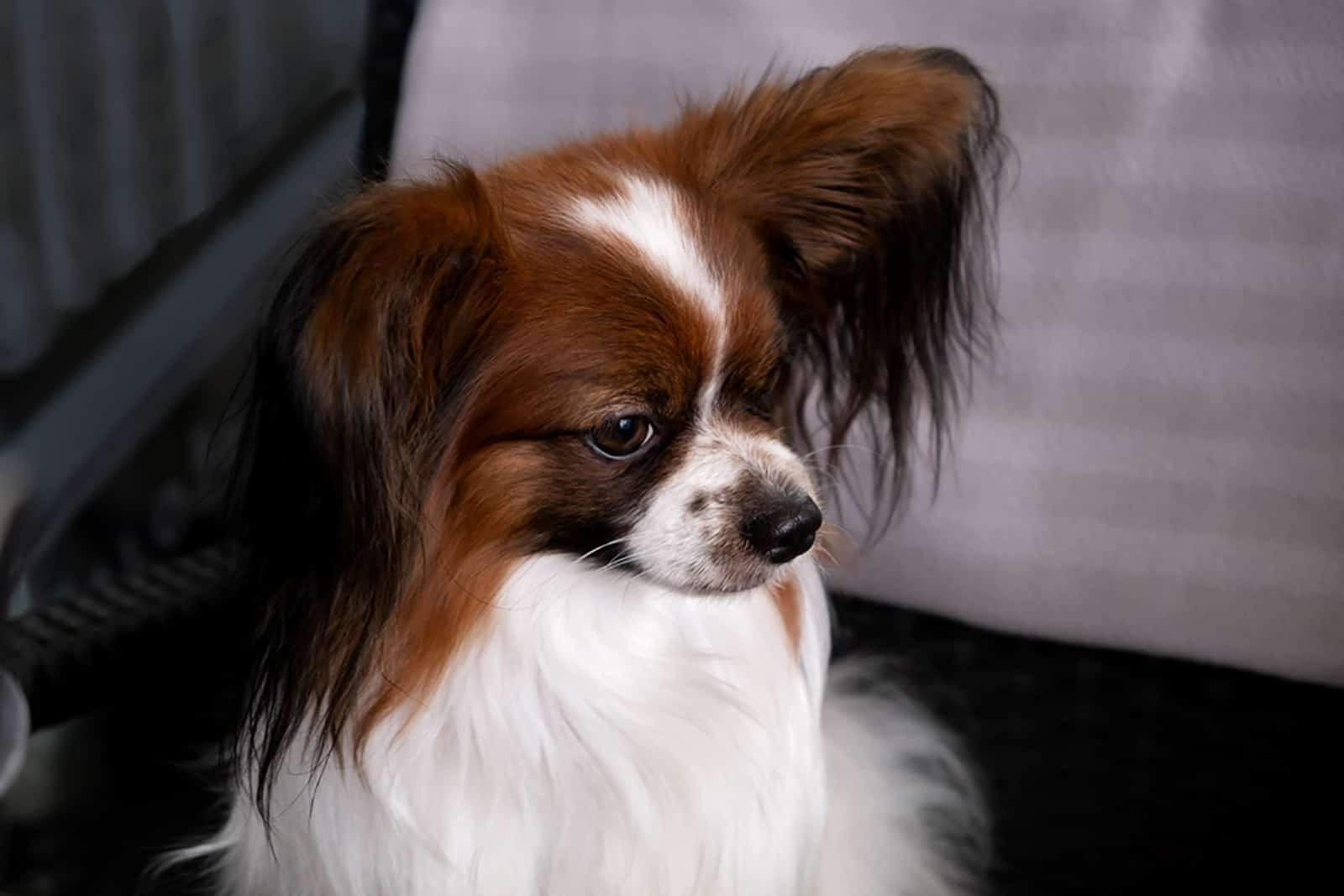 papillon dog sitting on the sofa