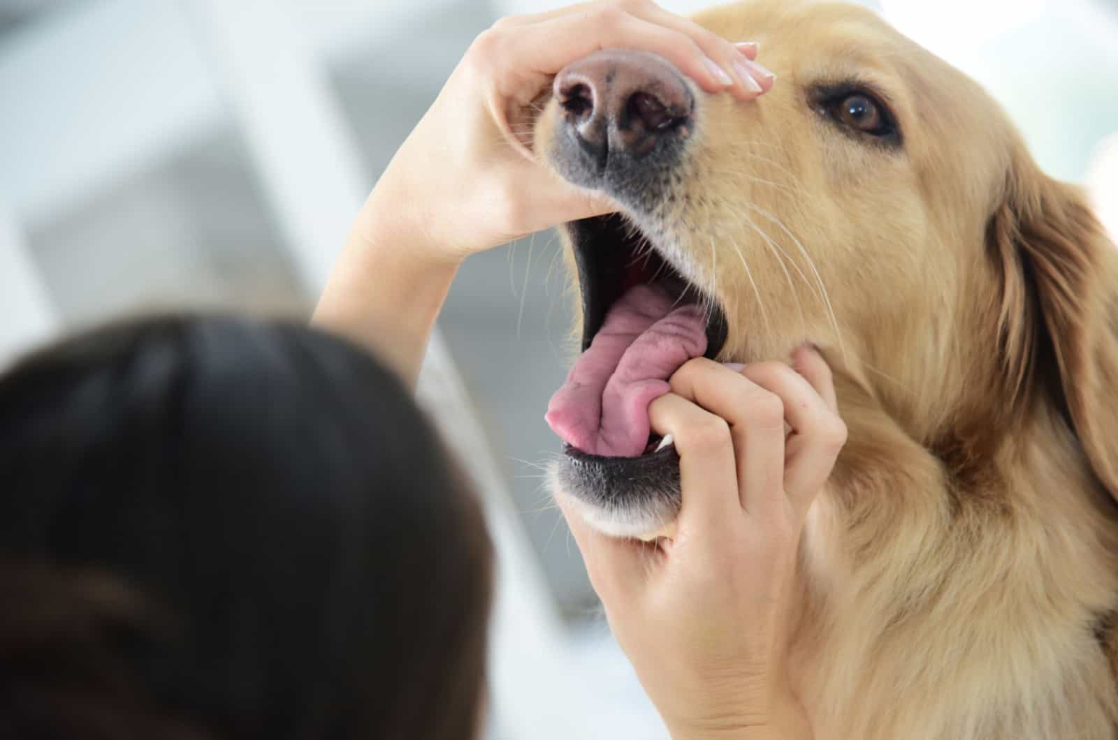 person checking dog's mouth