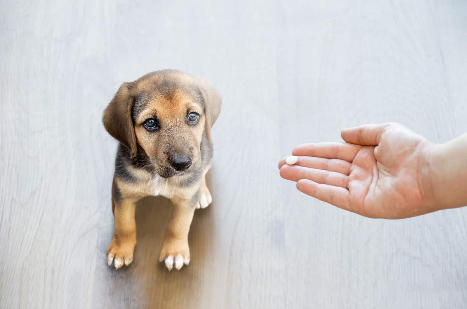 person giving medication to a puppy