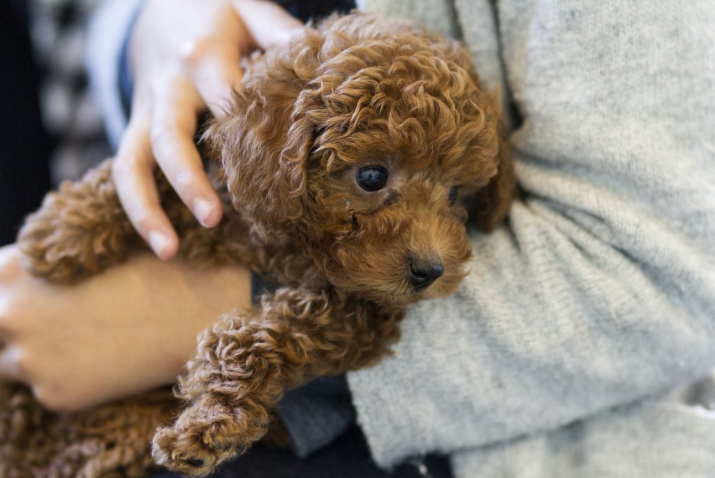person holding a toy poodle