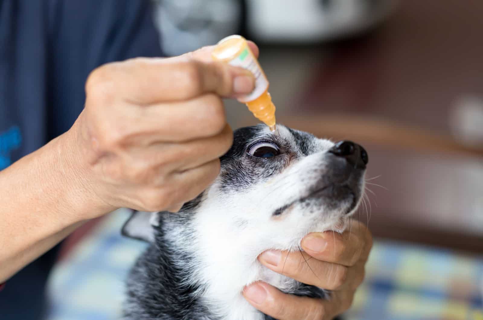 person putting eye drops in chihuahua's eye