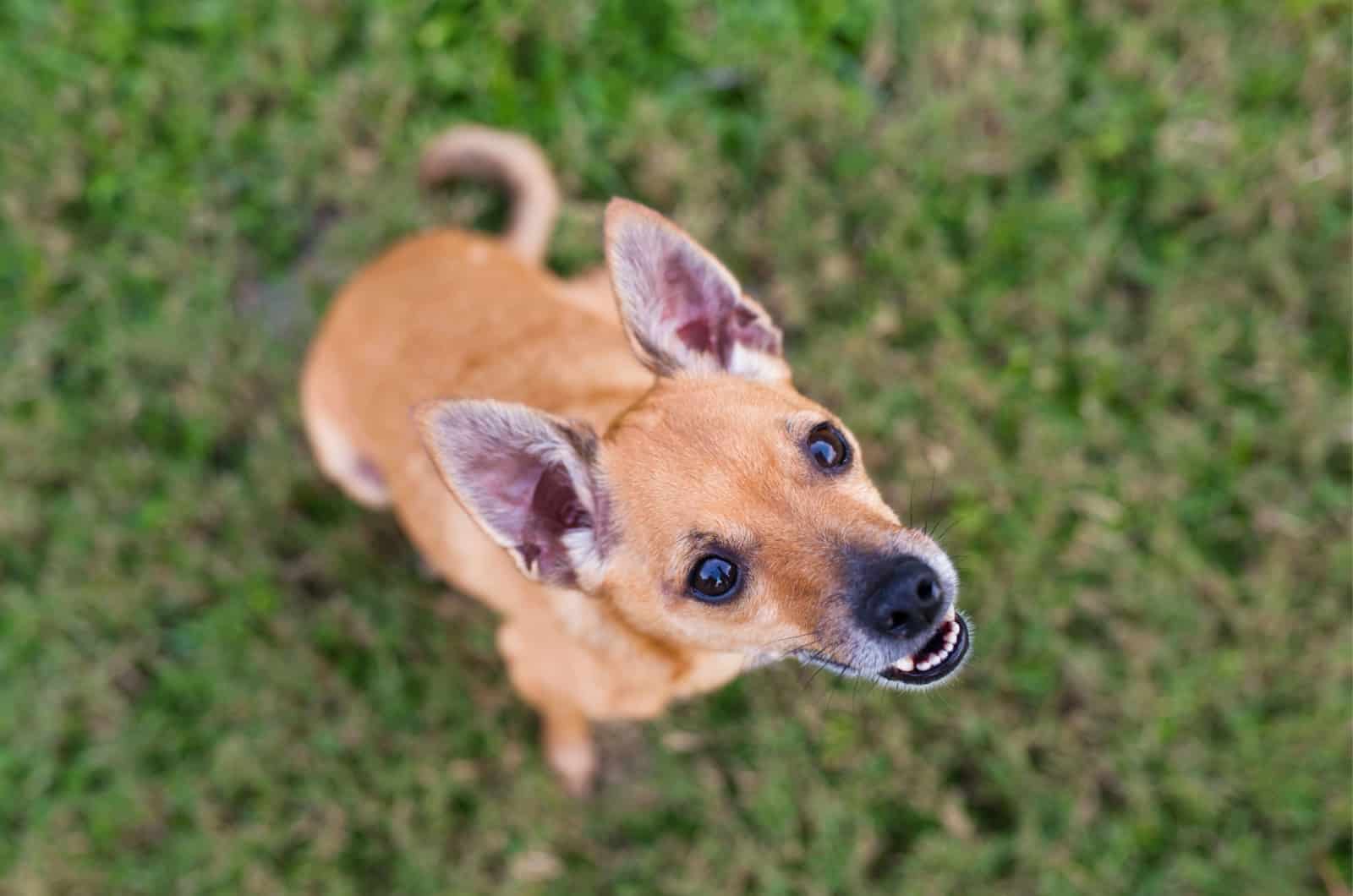 photo of a deer head chihuahua