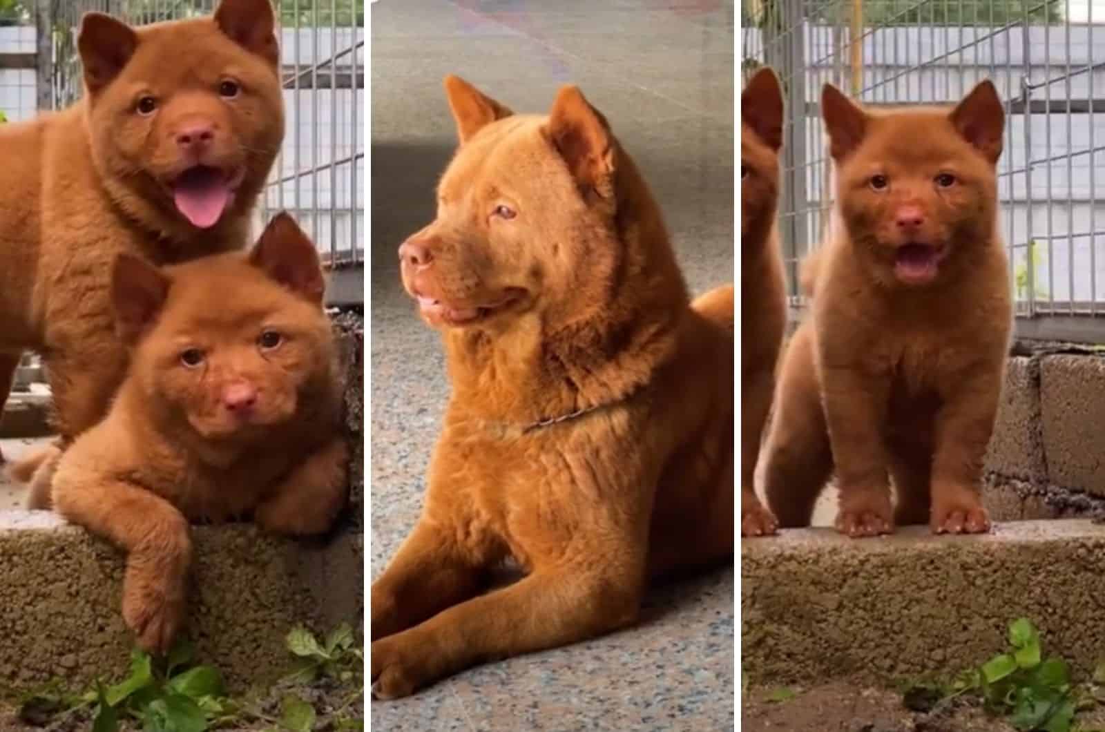 photos of Red Cantonese Bear Dog