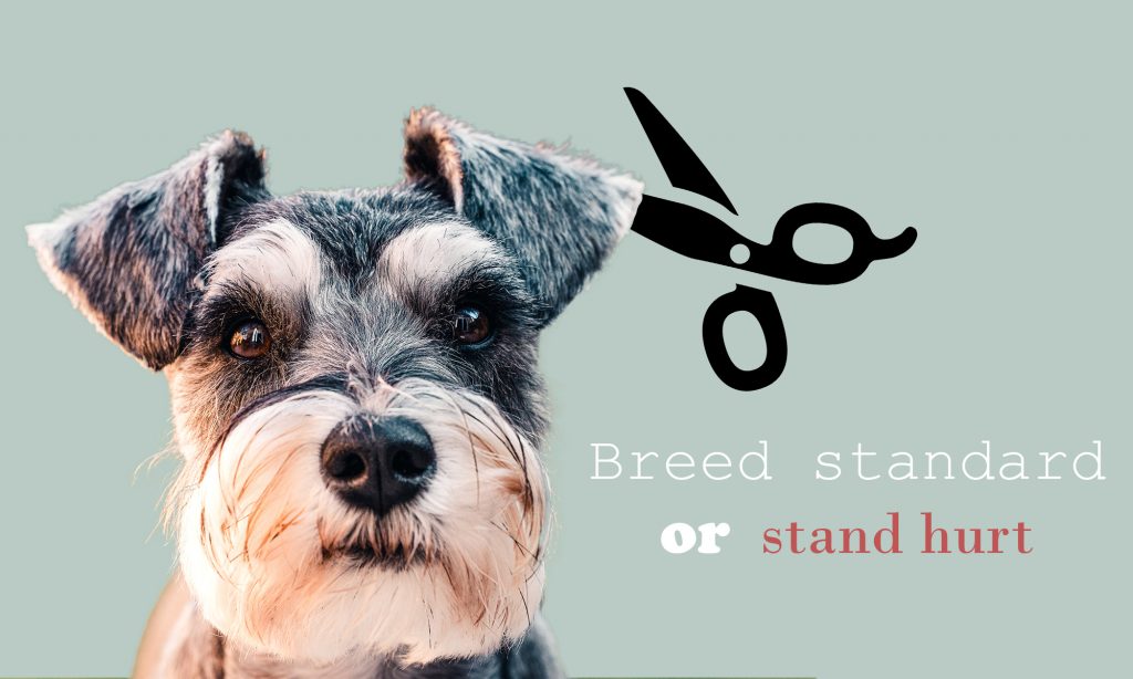 picture of a schnauzer with scissors