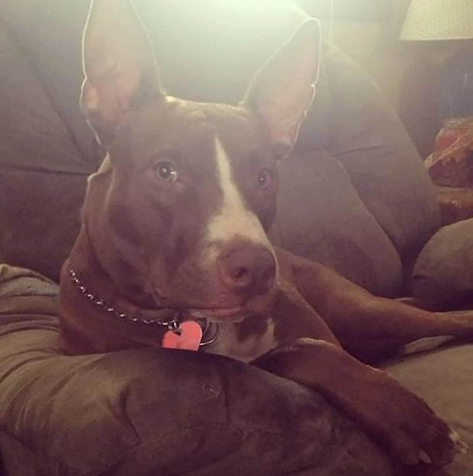 pit bull terrier basenji mix sitting on the couch