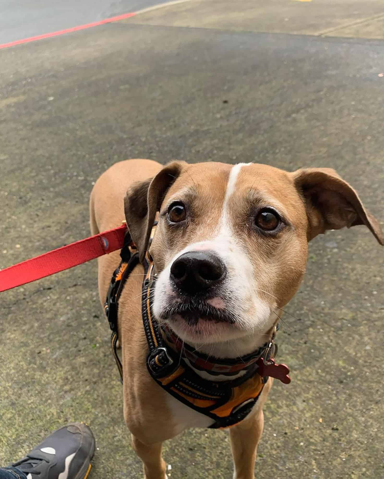 pitbull beagle mix on a leash