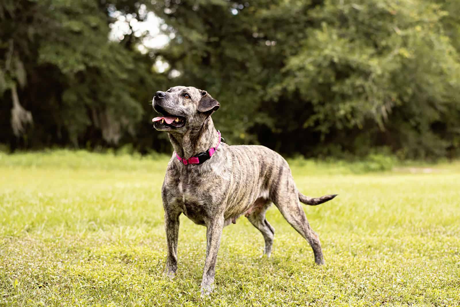 pitbull mix dog in the park