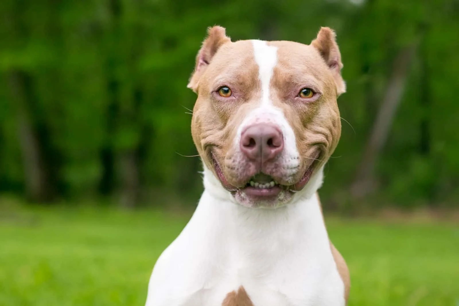 pitbull outdoor sitting