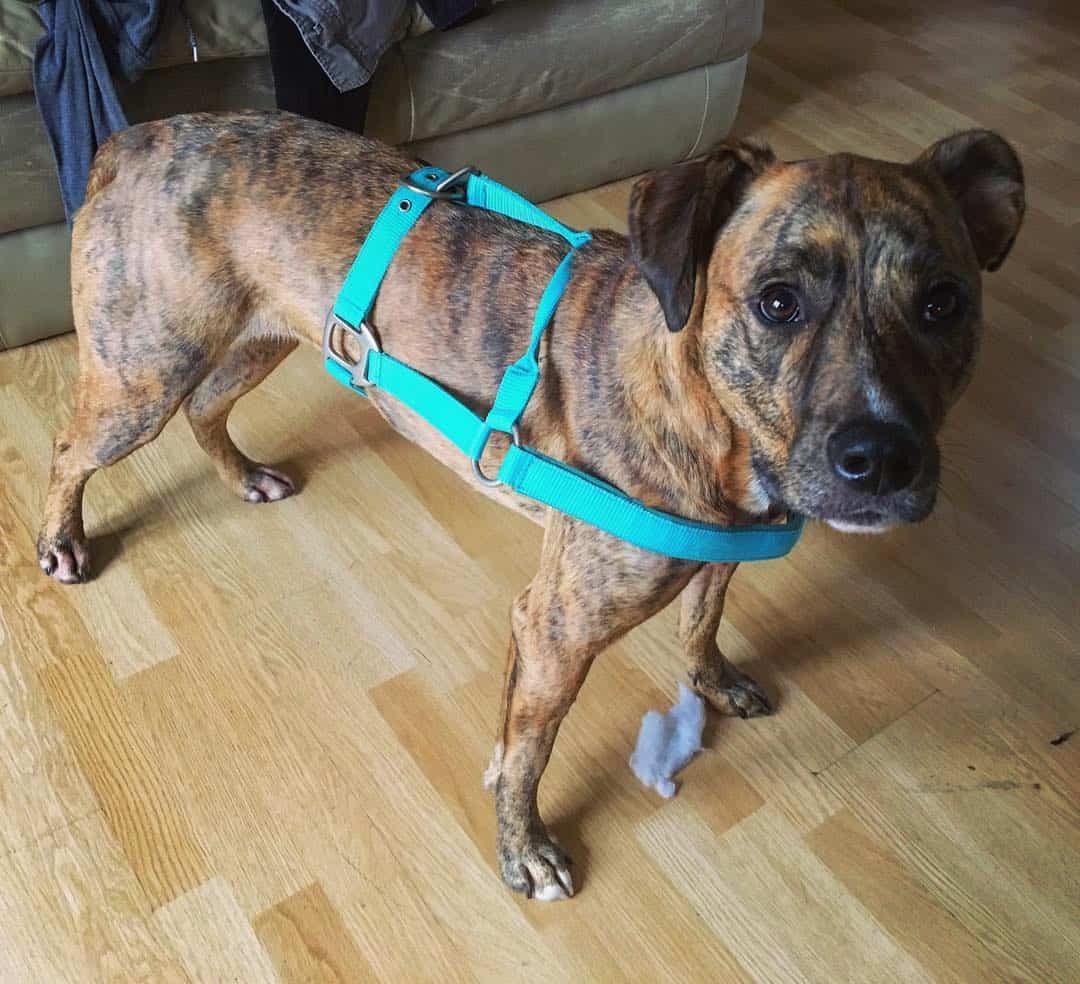 pitbull plott hound wearing a harness