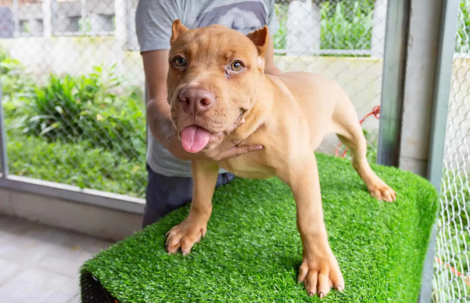 pitbull puppy standing on the artificial grass