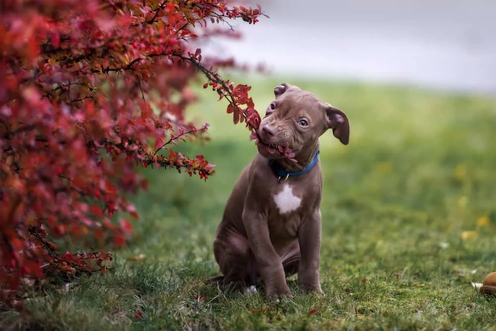 pitbull puppy chewing a bush branch in the park